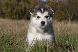ALASKAN MALAMUTE 531